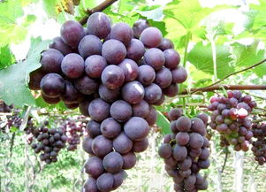 又到了吃葡萄的季节,牢记这些东西别和葡萄同吃,吃不对犹如毒药